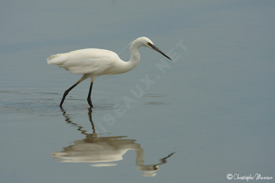 Little Egret