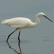 Little Egret