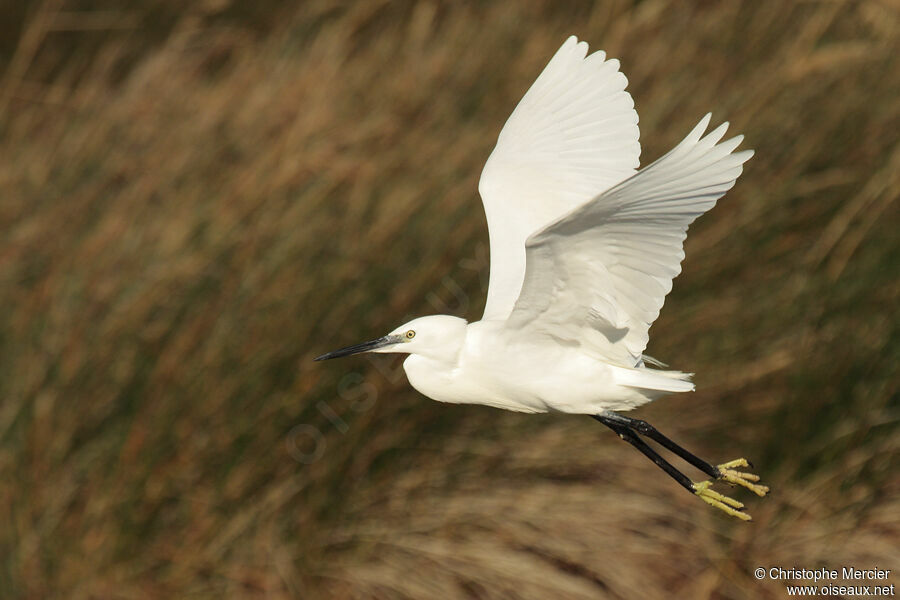 Aigrette garzette