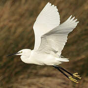 Little Egret