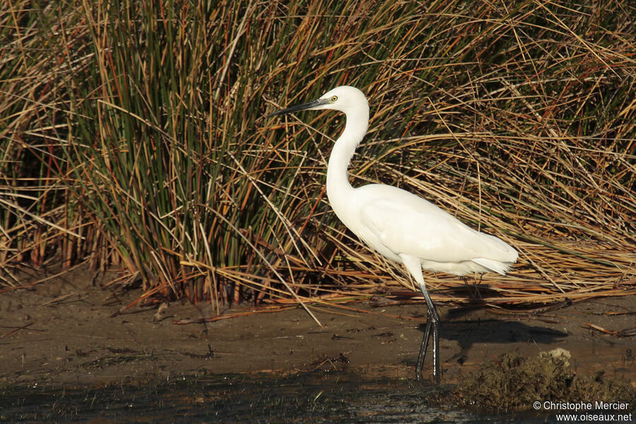 Aigrette garzette