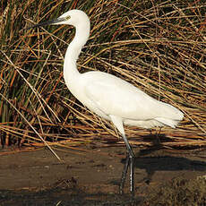 Aigrette garzette