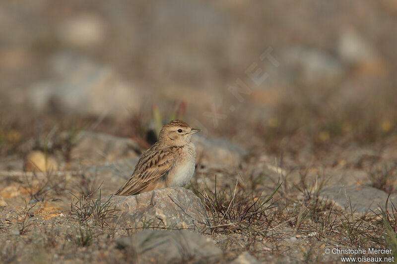 Greater Short-toed Lark