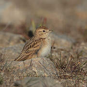 Greater Short-toed Lark