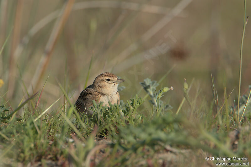 Greater Short-toed Lark