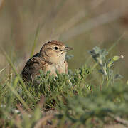 Greater Short-toed Lark