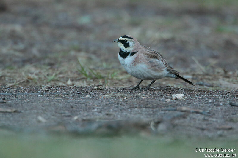 Horned Lark