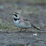 Horned Lark