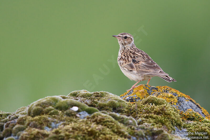 Woodlark