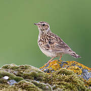 Woodlark