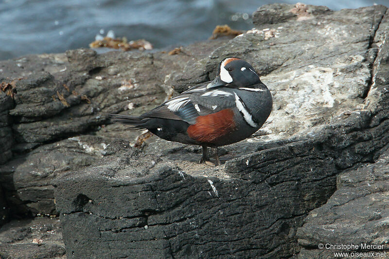 Arlequin plongeur