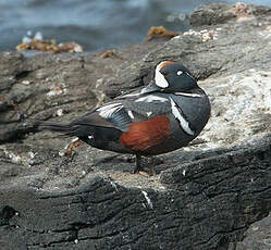 Arlequin plongeur