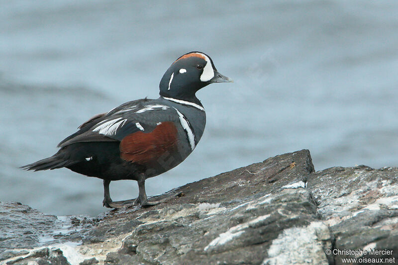 Harlequin Duck