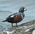 Arlequin plongeur