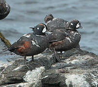 Harlequin Duck