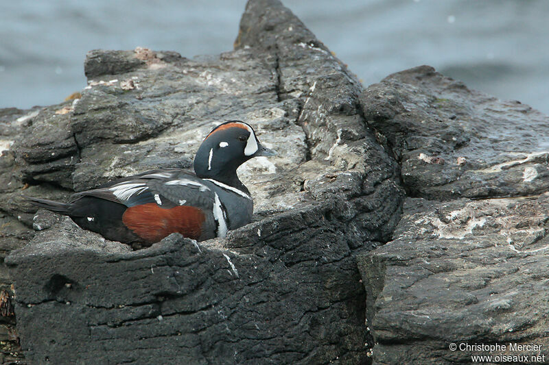 Harlequin Duck