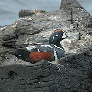 Arlequin plongeur