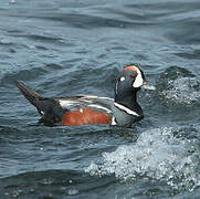 Harlequin Duck