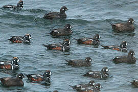 Harlequin Duck