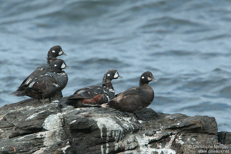 Harlequin Duck