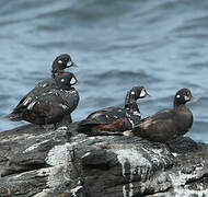 Harlequin Duck