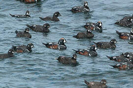 Harlequin Duck