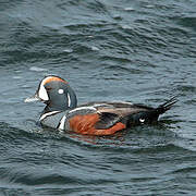 Harlequin Duck