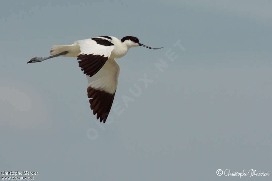 Pied Avocet, Flight