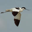 Avocette élégante