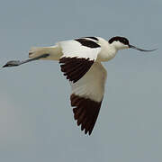 Pied Avocet