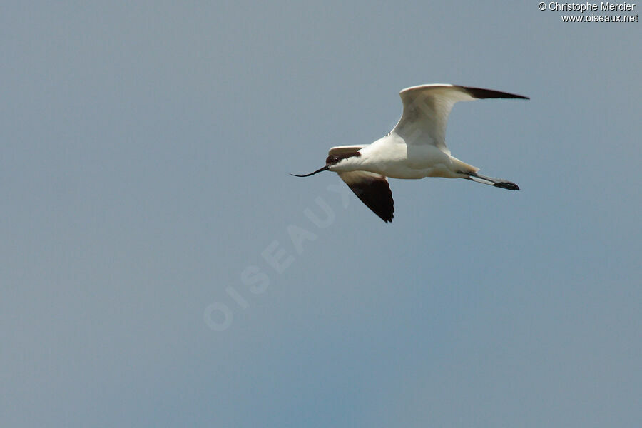 Pied Avocet