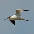 Avocette élégante