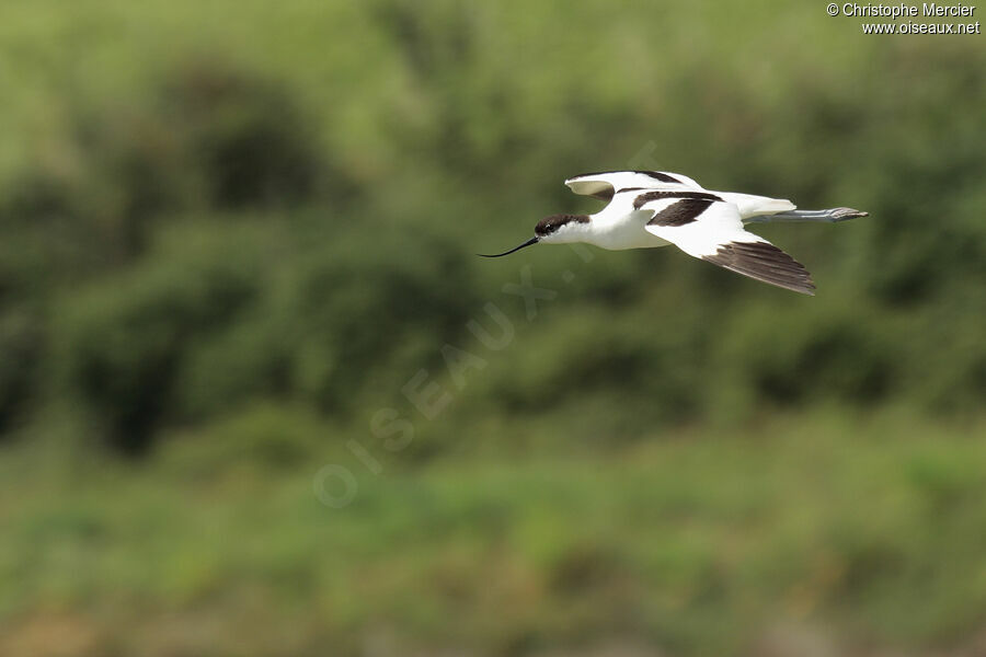 Avocette élégante