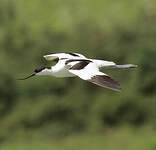 Avocette élégante