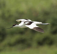 Pied Avocet