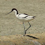 Avocette élégante