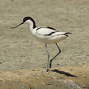 Avocette élégante