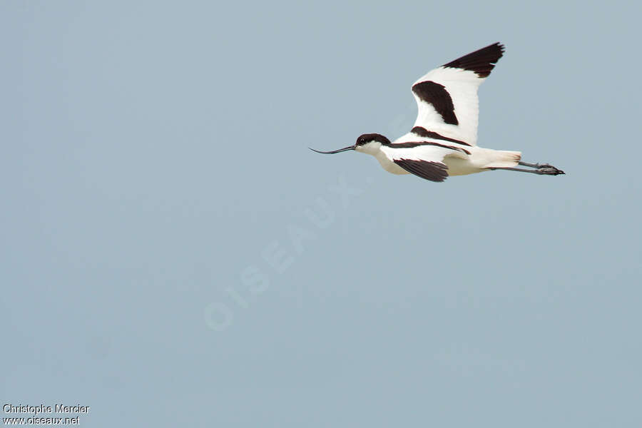 Pied Avocetadult, Flight