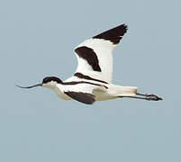 Avocette élégante