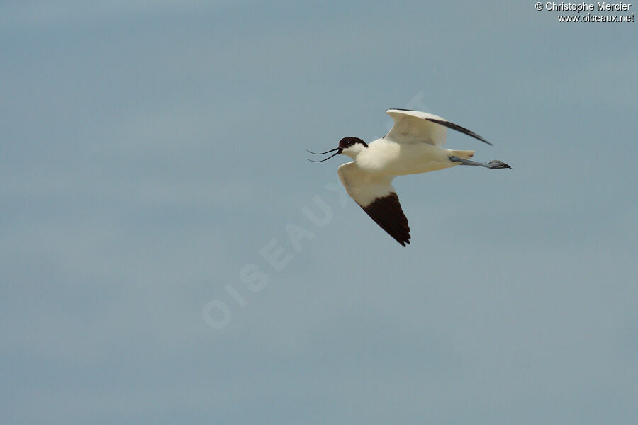 Avocette élégante