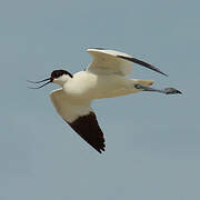 Pied Avocet