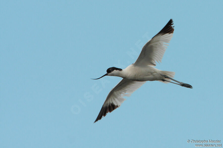 Avocette élégante