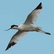 Pied Avocet