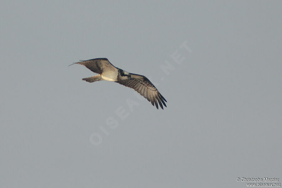 Western Osprey