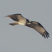 Western Osprey