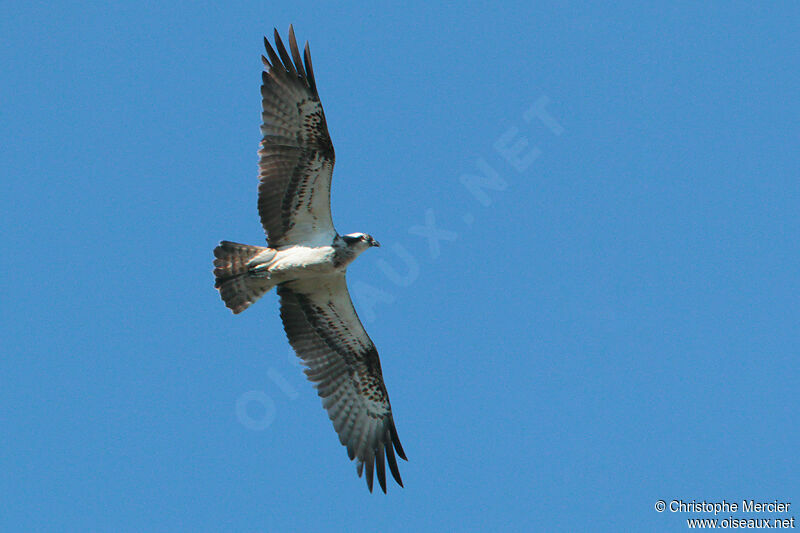 Western Osprey