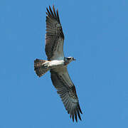 Western Osprey