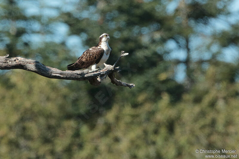 Western Osprey