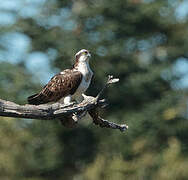 Western Osprey