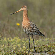 Black-tailed Godwit